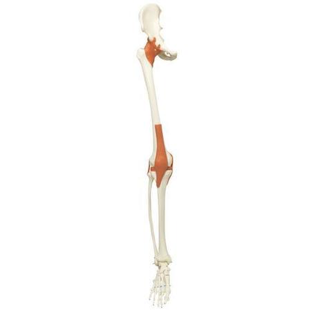 3B SCIENTIFIC Skeleton:Leg.lig.number.right 1020658